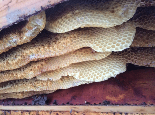 The Birds & The Bees….